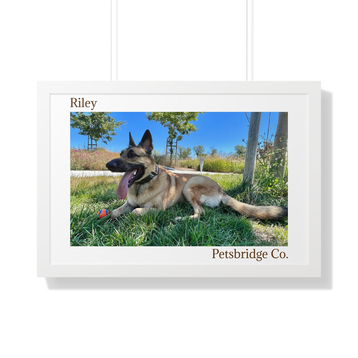 Memorable Horizontal Pet Portraits