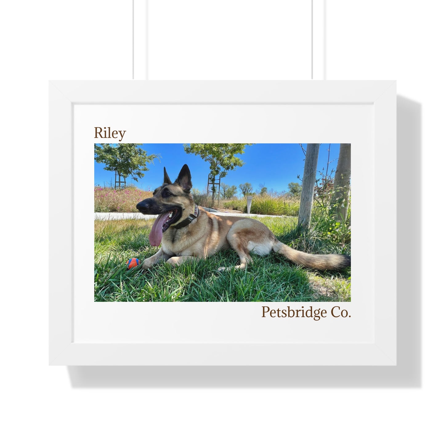 Memorable Horizontal Pet Portraits