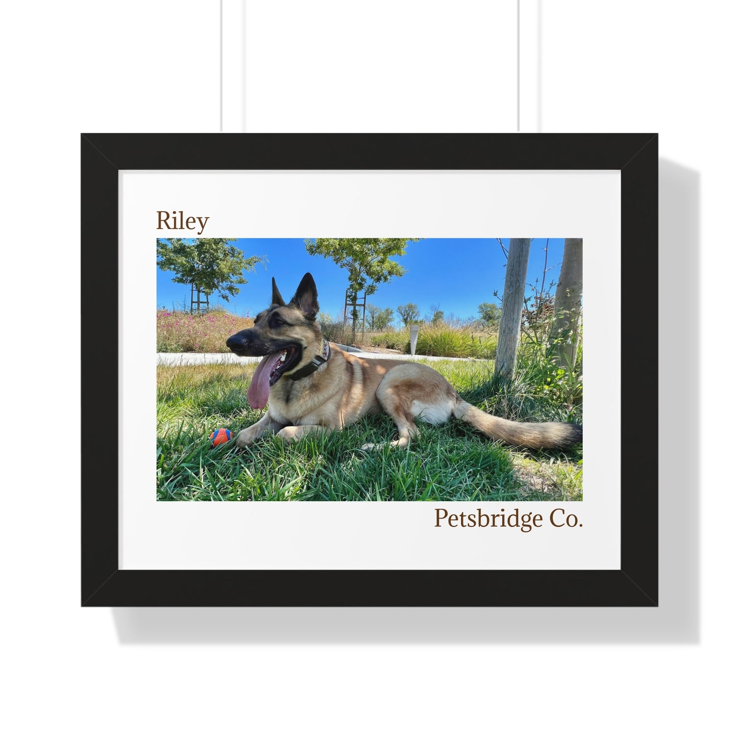 Memorable Horizontal Pet Portraits