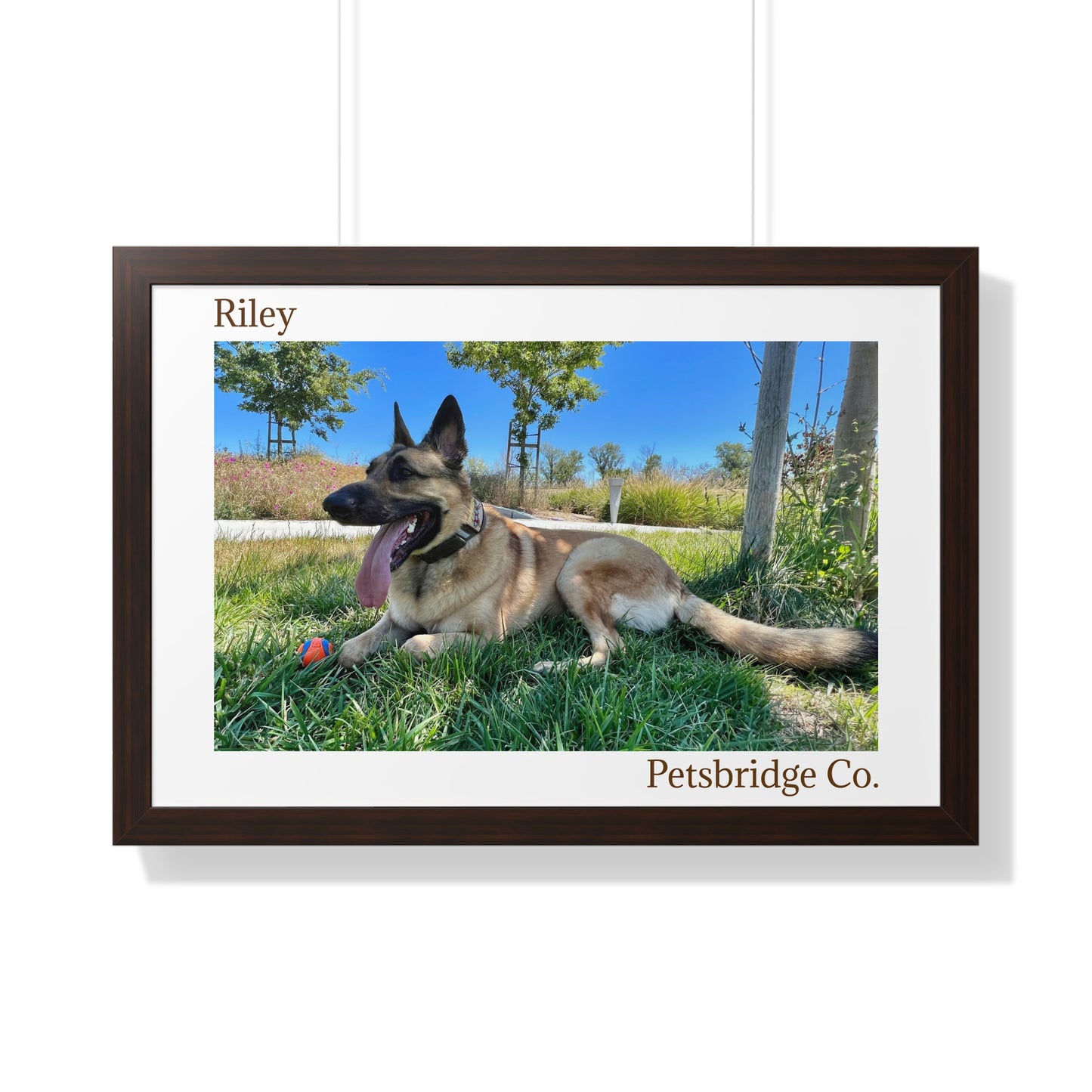 Memorable Horizontal Pet Portraits