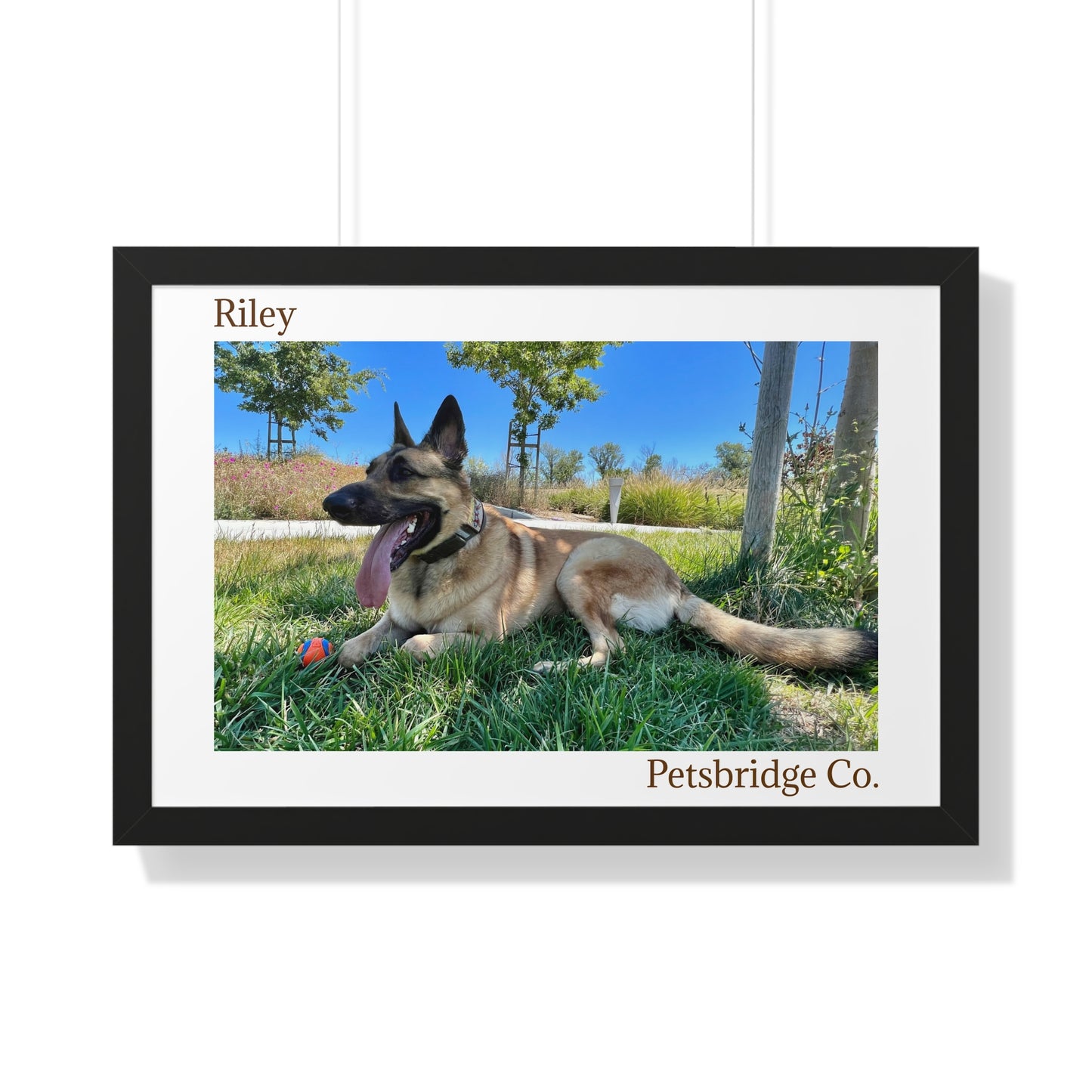 Memorable Horizontal Pet Portraits