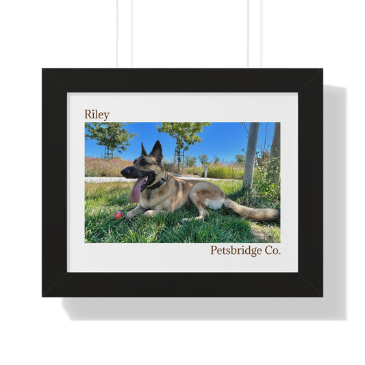 Memorable Horizontal Pet Portraits