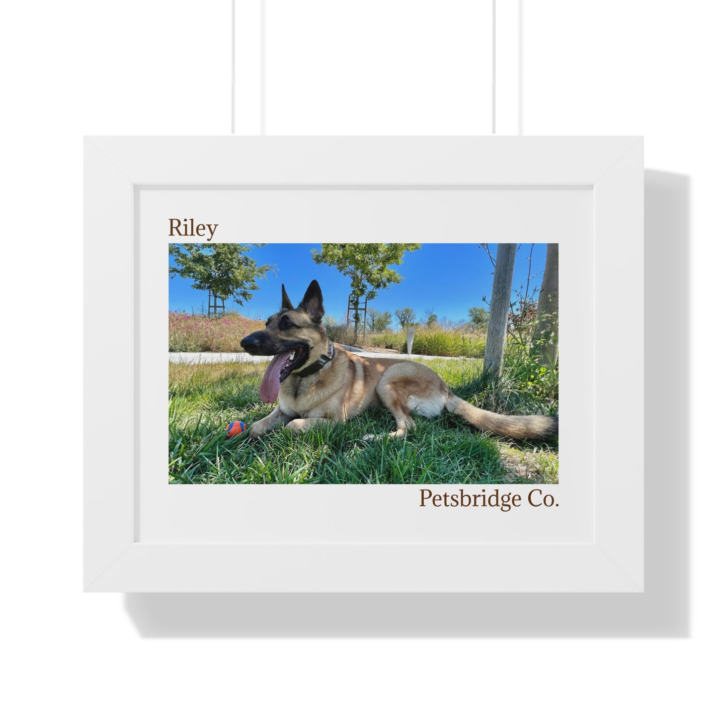 Memorable Horizontal Pet Portraits