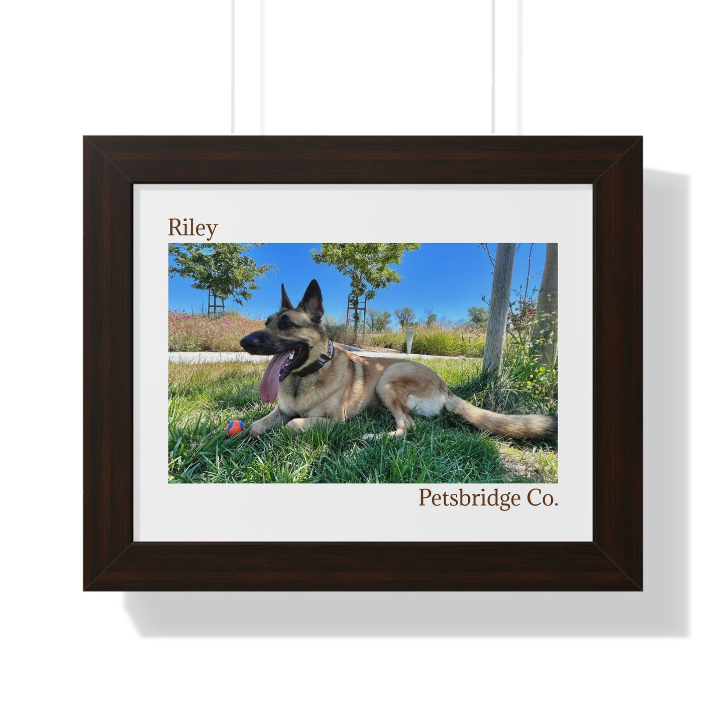 Memorable Horizontal Pet Portraits
